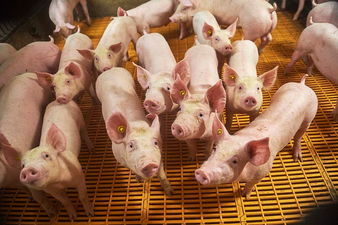 Foto: Van Assendelft Fotografie