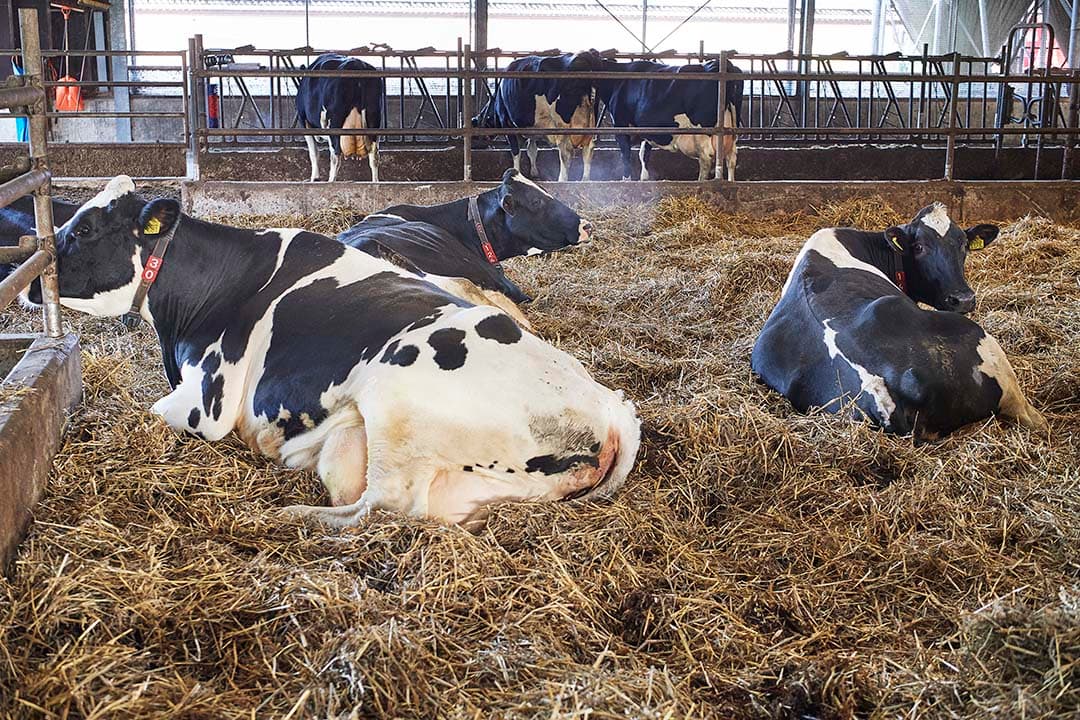 Droge koeien in een stroruimte is qua ligcomfort uitstekend. Zorg ook voor voldoende vreetplaatsen, een goed gebalanceerd rantsoen en ook beschikbaarheid daarvan zonder selectie. - Foto: Van Assendelft