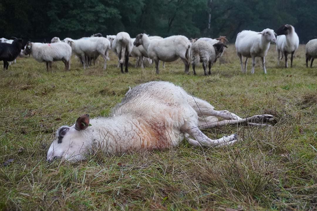 De Europese Commissie (EC) gaat niet investeren in een vaccin tegen blauwtong of het vergelijkbare virus EHD dat in Frankrijk en Spanje heerst. Een woordvoerder van de Europese Commissie laat tijdens een vergadering van de landbouwcommissie van het Europees Parlement weten dat er gewoonweg geen geld is voor vaccinontwikkeling voor deze ziektes. - Foto: Redactie Boerderij