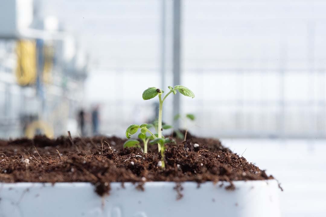 Het Europees Parlement wil nieuwe veredelingstechnieken (Nieuwe Genomische Technieken, NGT) stimuleren. Een voorstel daartoe werd woensdag door een verdeeld parlement aangenomen. - Foto: Misset