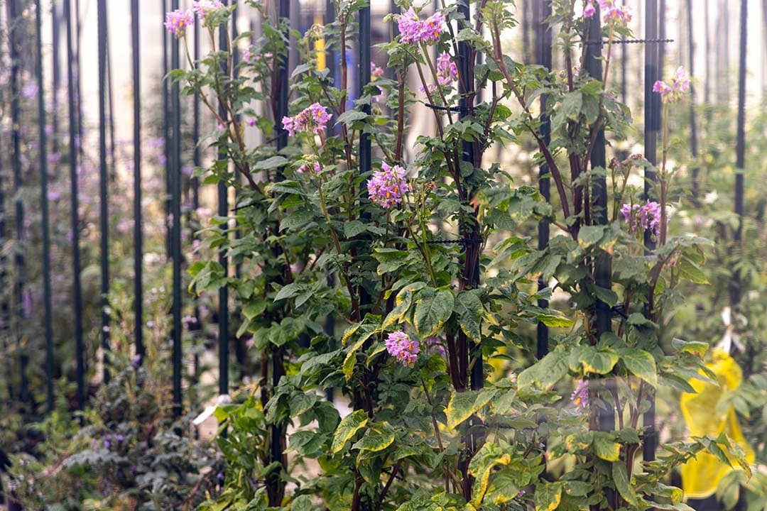 aardappelteelt en veredeling
