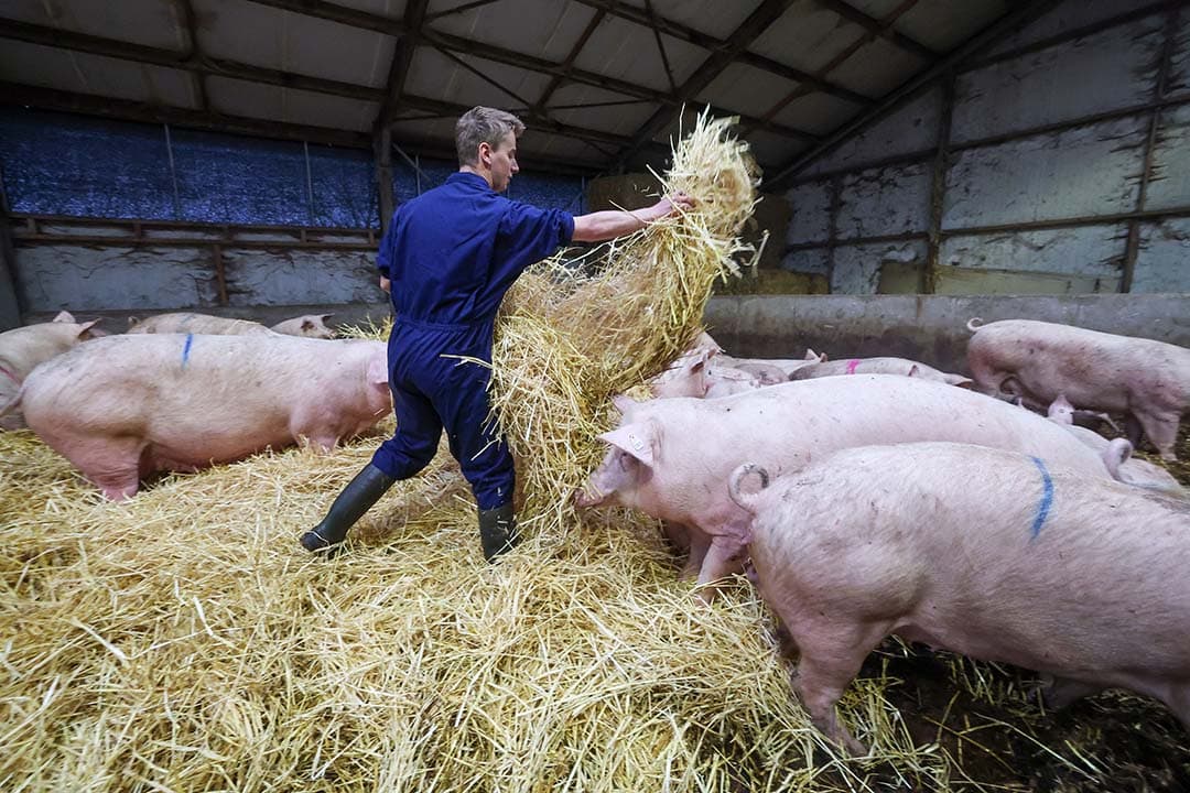 De zeugen liggen in een strostal. Dat vindt familie Verhaegh mooi en het geeft vitale, rustige dieren.