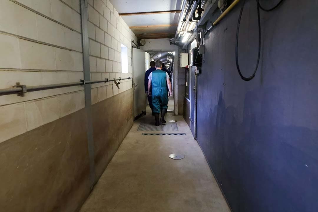 De centrale gang is brandschoon. Op het bedrijf wordt alles gedaan om versleping van ziektekiemen te voorkomen.