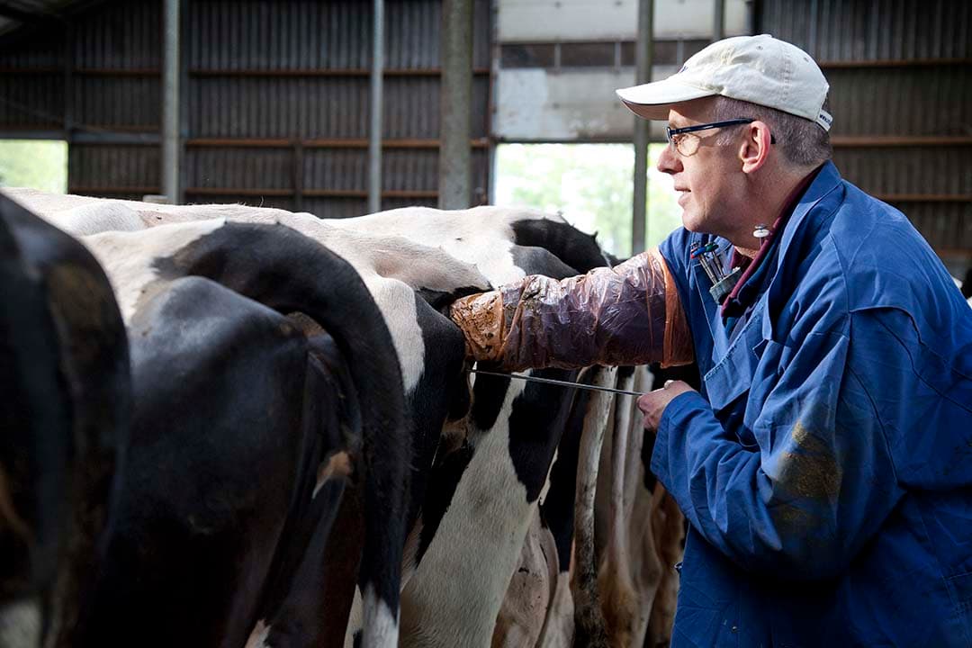 Door naast je vaste randvoorwaarden in je fokdoel ook een ondergrens voor voerefficiëntie toe te voegen, kan op dat gebied vooruitgang worden geboekt. - Foto: Jan Willem Schouten