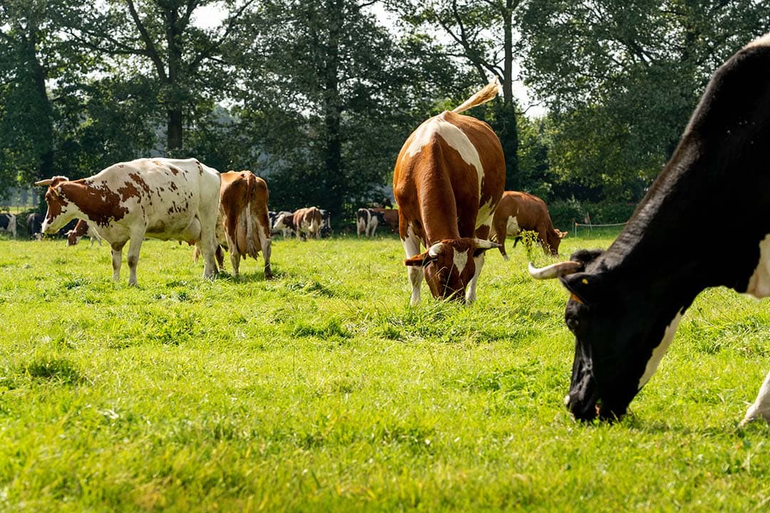 De Tweede Kamer vindt dat van de overheid gepachte biologisch gecertificeerde grond weer opnieuw verpacht moet worden aan louter biologische ondernemers. - Foto: Jan Willem Schouten