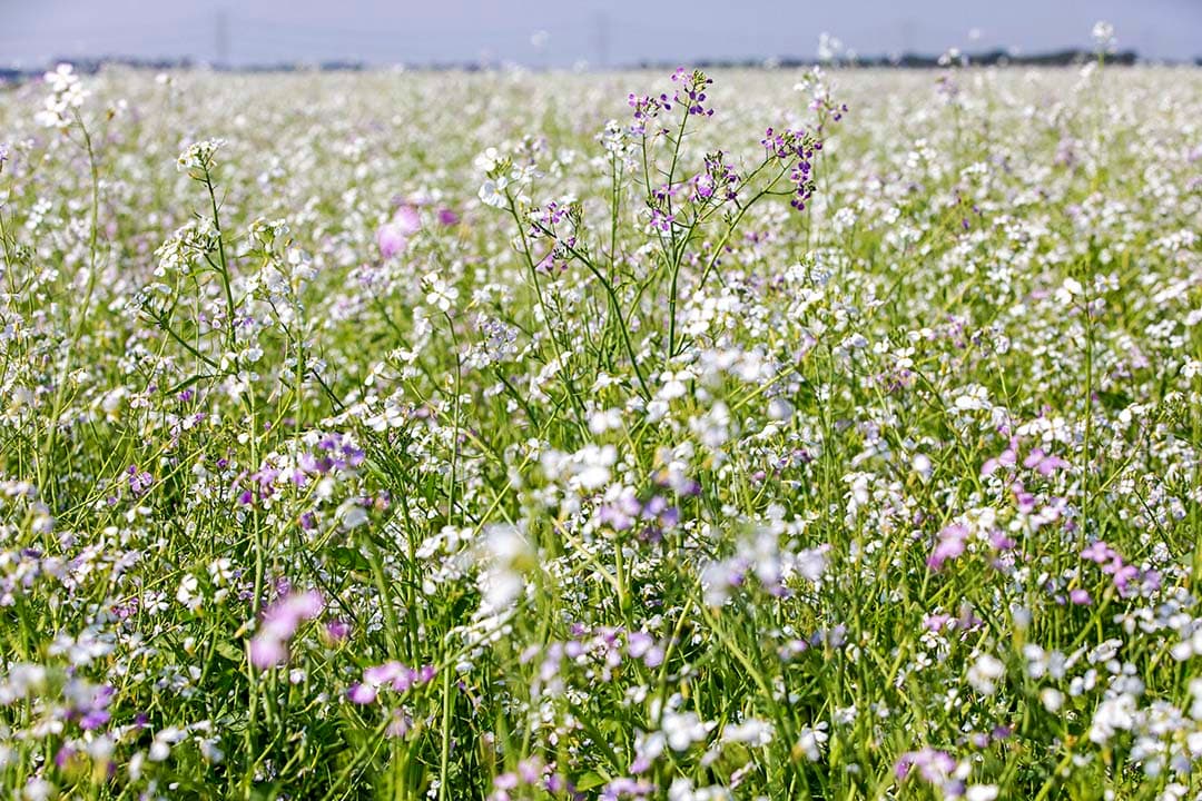 Een ondernemer kan er voor kiezen om 4% stikstofbindende gewassen of vanggewassen te verbouwen zonder gebruik van gewasbeschermingsmiddelen. - Foto: Koos van der Spek
