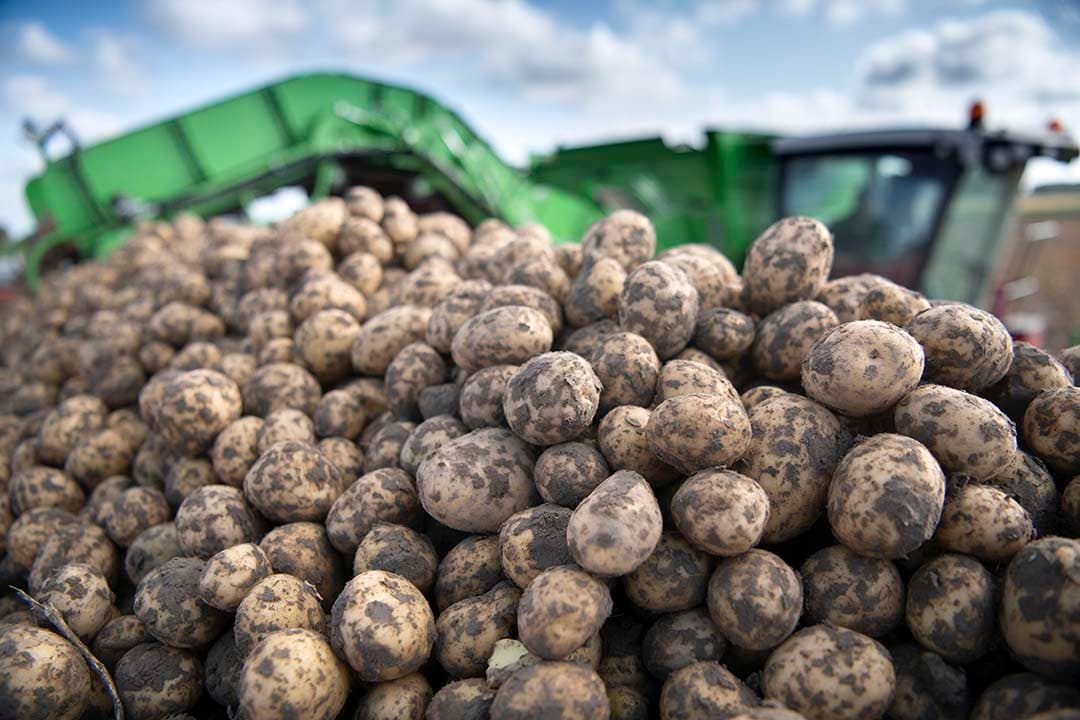 In Flevoland en Zuid-Holland zijn in 2022 de meeste kilo’s aan consumptieaardappelen per hectare geoogst. - Foto: Mark Pasveer