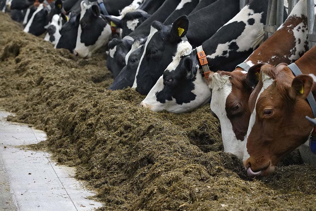 Door te koersen op een lagere NDF in het totaal rantsoen kunnen koeien meer ruwvoer vreten per dag. Een lagere NDF wordt bereikt door gras jonger te maaien. Een goede menging van het rantsoen is een randvoorwaarde. - Foto: Ruud Ploeg