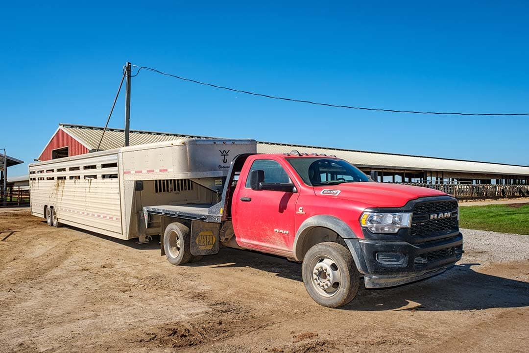 Alles is hier een maatje groter dan in Nederland, ook de veetrailers.