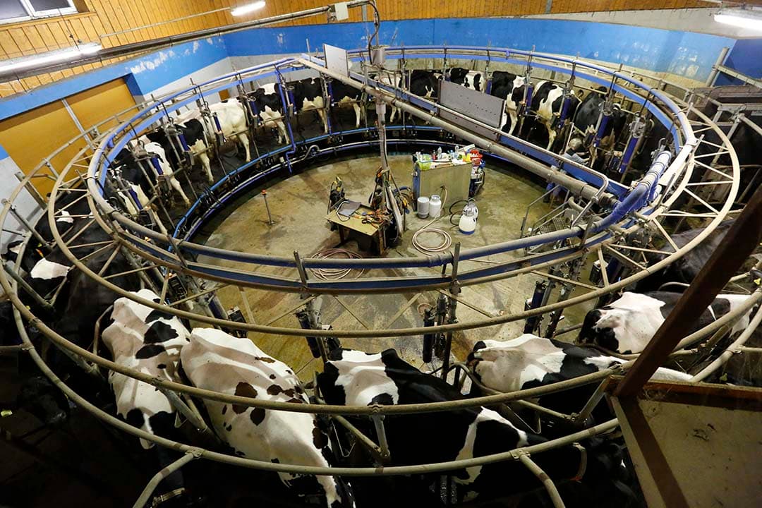 De gemiddelde Duitse melkprijs komt in december uit op € 43,20 per 100 kilo. In vergelijking met een maand eerder is dat € 0,98 hoger. Dat is gebaseerd op 4% vet en 3,4 eiwit. - Foto: Henk Riswick