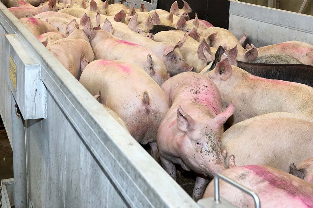 De slachterij liet twee keer een varken in de broeibak met heet water gedompeld, terwijl het dier nog duidelijke tekenen van leven liet zien. - Foto: Henk Riswick