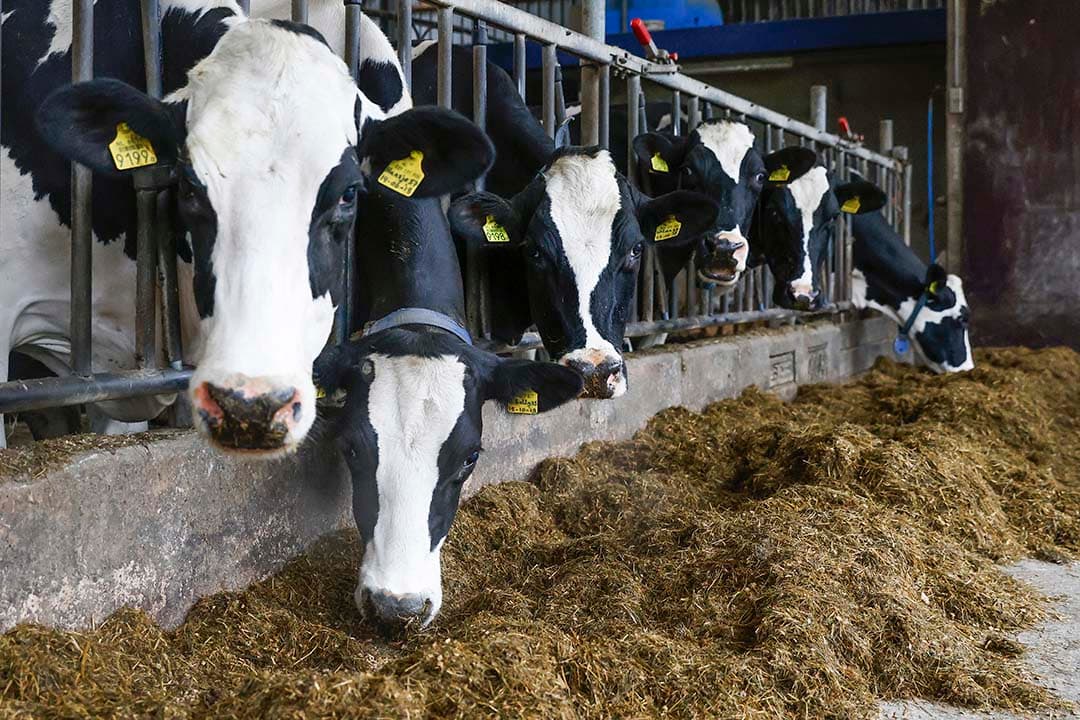 Deze koeien op een Utrechts melkveebedrijf maakten al in een vroeg stadium een blauwtonginfectie door en werden daar behoorlijk ziek van.