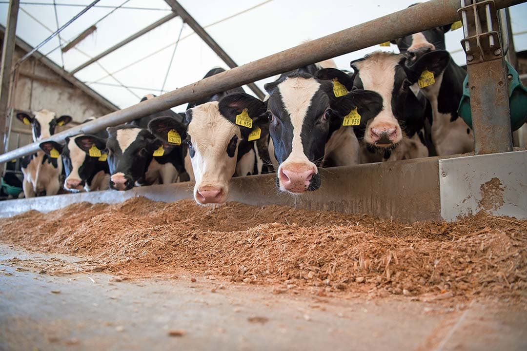 dierenwelzijn veehouderij