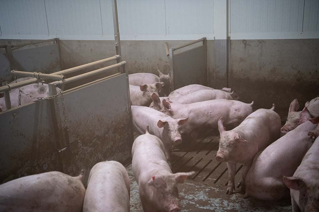 Rabobank marges varkenssector