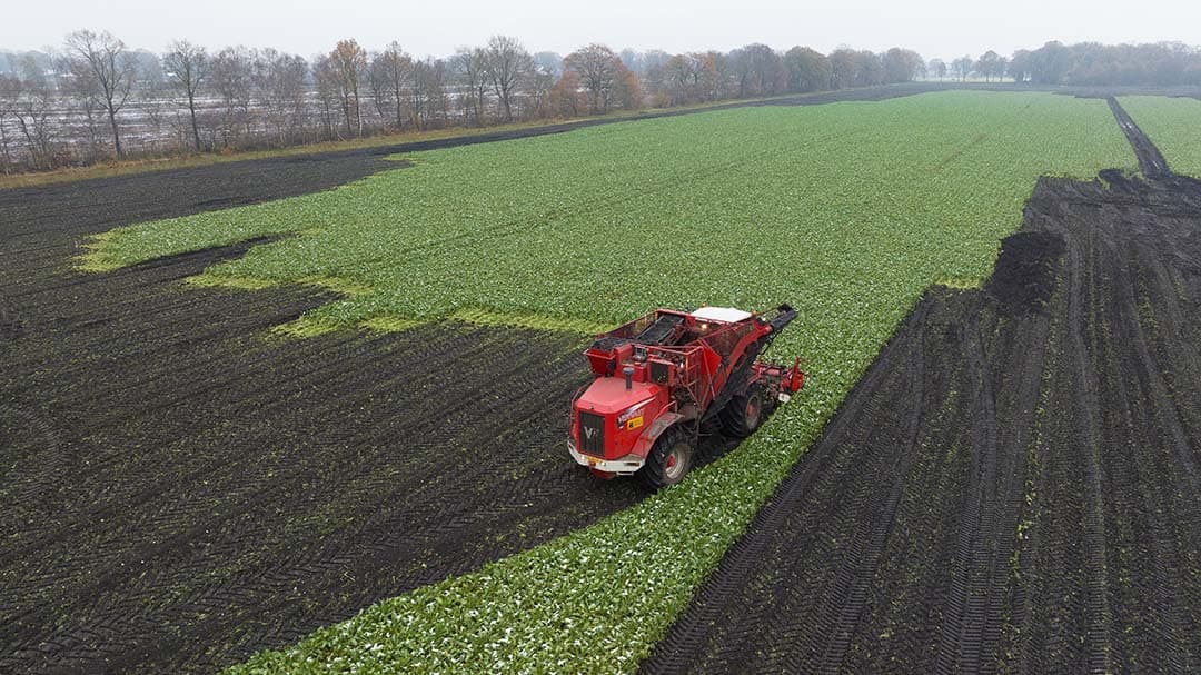 Het gemiddelde suikerpercentage kwam in campagne 2023-2024 uit op 15,65%, de winbaarheid op 89,4 en tarra op 12,4%. - Foto: Michel Velderman