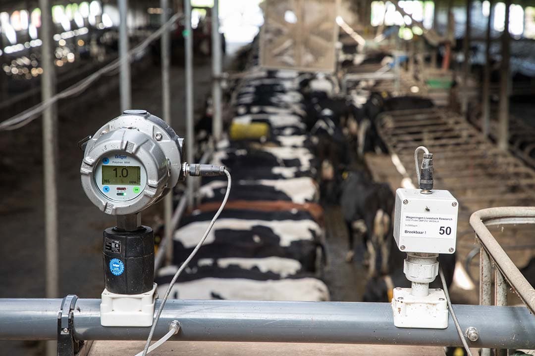 Op vijf Koeien & Kansen-bedrijven lag de TAN  (excretie totaal ammoniakaal stikstof) lager dan het Nederlandse gemiddelde maar het doel van 30% reductie werd niet bereikt. - Foto: Herbert Wiggerman