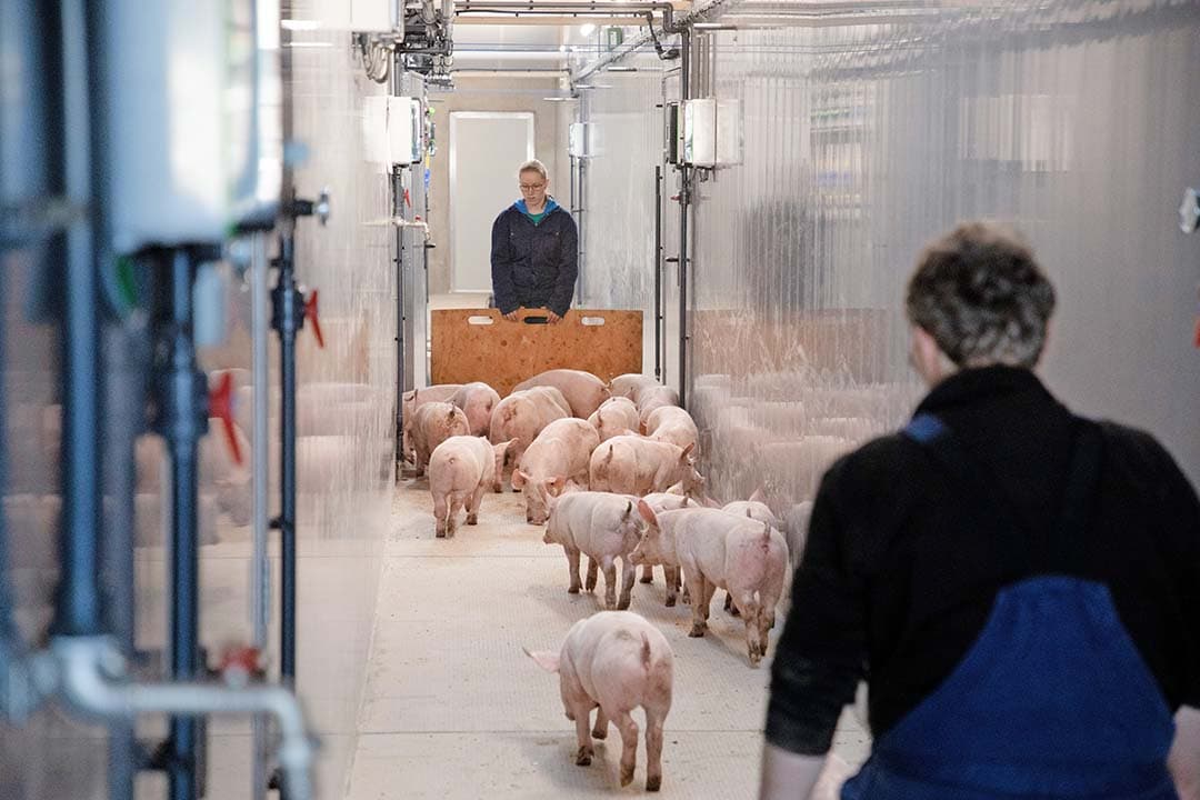 Mengen van koppels bij opleg is gemeengoed. Lastig blijft dat de hok- en koppelgroottes in de biggenstal en vleesvarkensstal zelden helemaal op elkaar aansluiten. - Foto: Herbert Wiggerman