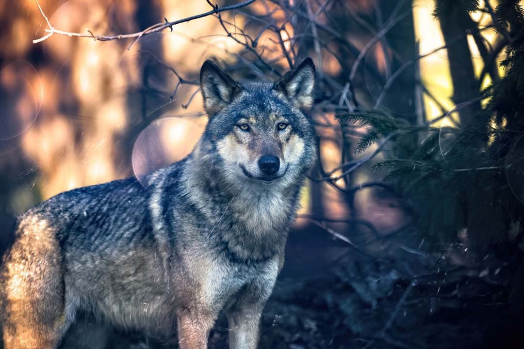 Wolf in het wild; symbool van de uitdagingen die boeren ervaren met toenemende aanvallen op vee. - Foto: Canva/Getty Images Signature