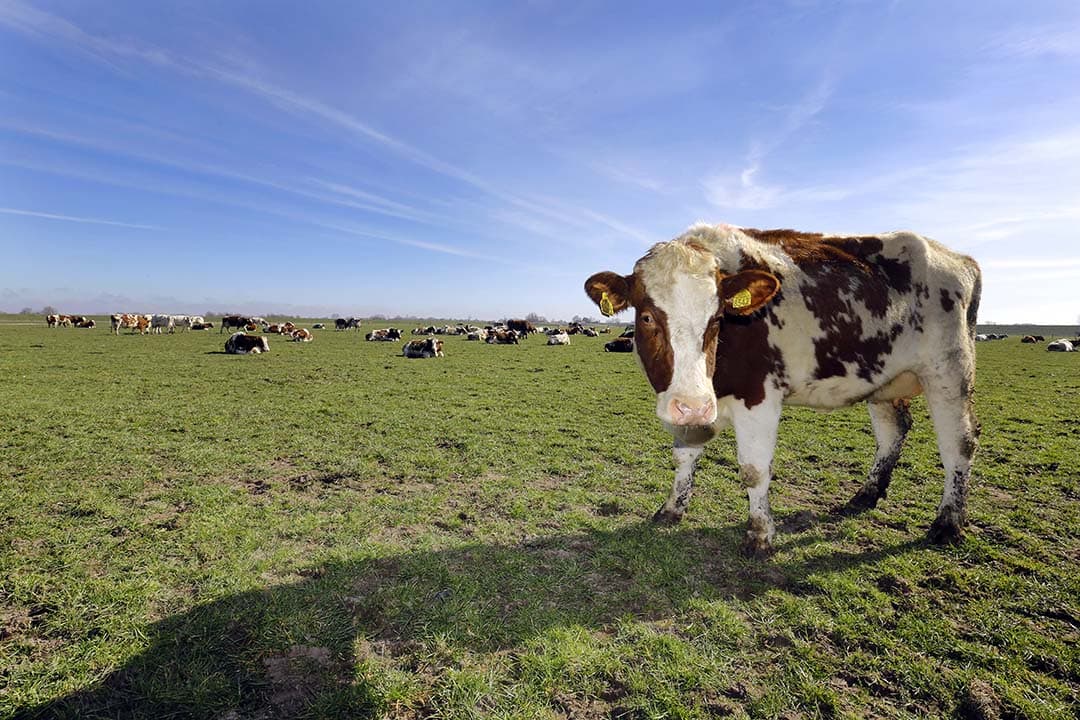 Hobby of bedrijfsmatig? Voor pacht is dat belangrijk. De rechter kijkt naar het hele plaatje om een oordeel te vellen. - Foto: Jan Zandee