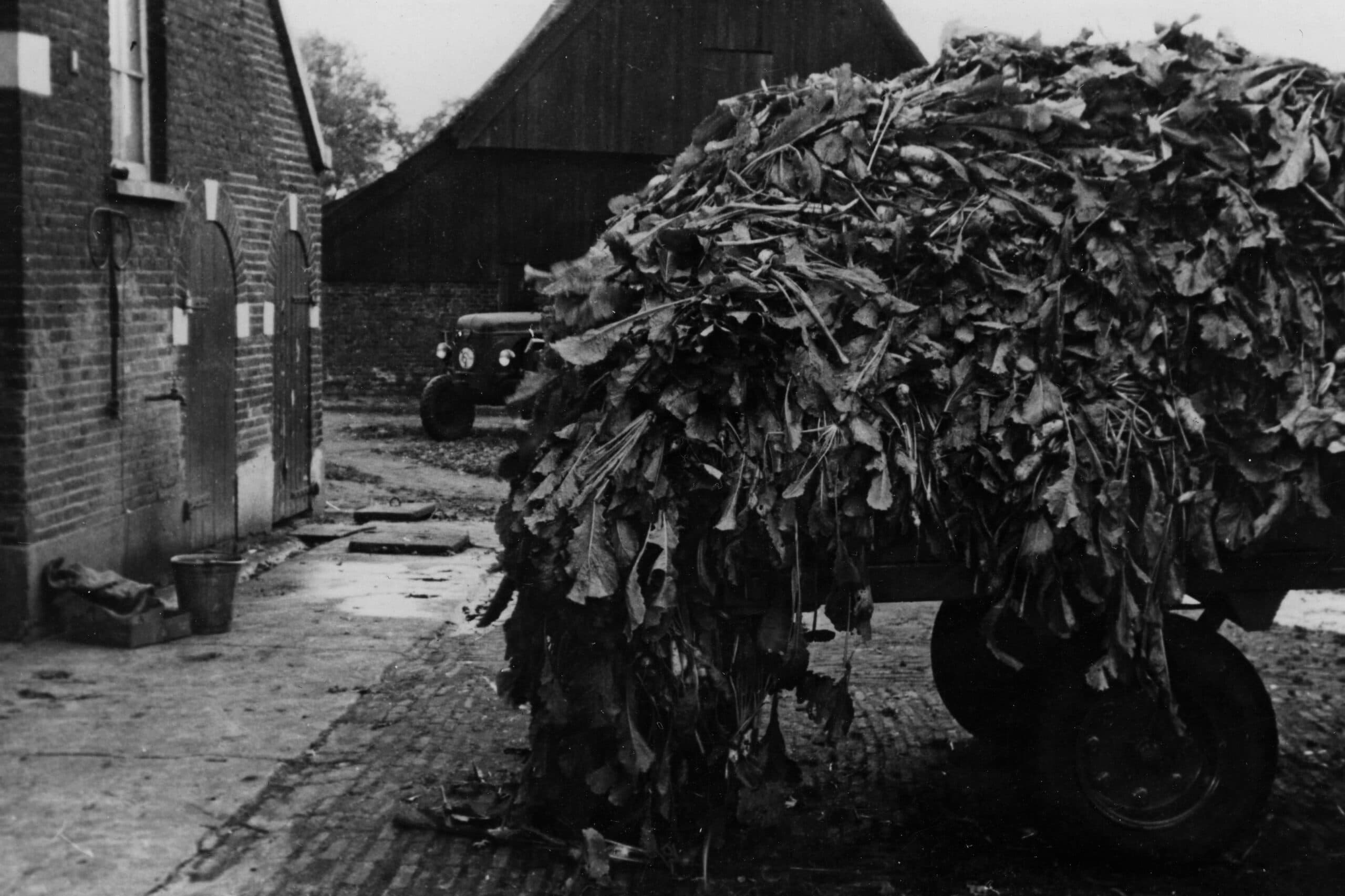 1956: De stoppelknol was wintervoer met een risico