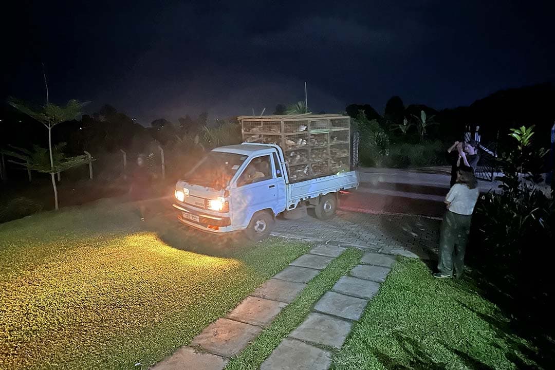 De kippen arriveren op zaterdagavond om 22.00 uur, volgens Ugandese ‘planning’, want eigenlijk zouden de 350 Bovans Brown-hennen vrijdagmiddag al komen. Ruben: “De reden van de vertraging? Onduidelijk. De lokale mensen keken er niet vreemd van op.”