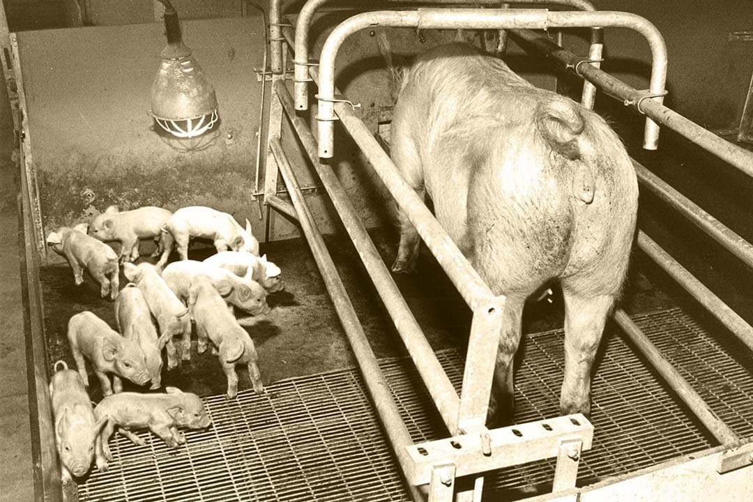 Deze werpbox heeft nog geen valbeugels. Dat was een risico voor het doodliggen van biggen. Met een warmtelamp werden die weggelokt naar een veiliger plekje verder weg van de zeug. Het scheelde doodliggers maar de komst van valbeugels maakte pas echt verschil. - Foto: Misset