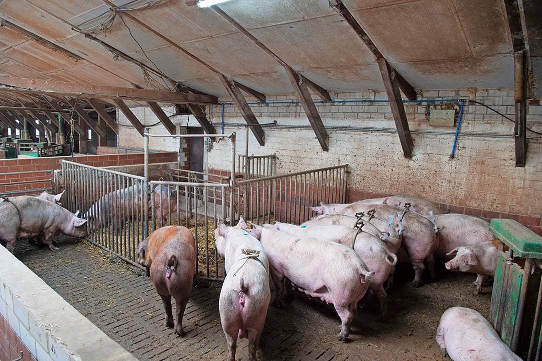 Duitse varkenshouders worden geconfronteerd met extra welzijnsmaatregelen. In deze Duitse dekstal wordt gewerkt met groepshuisvesting. - Foto: Michel Velderman