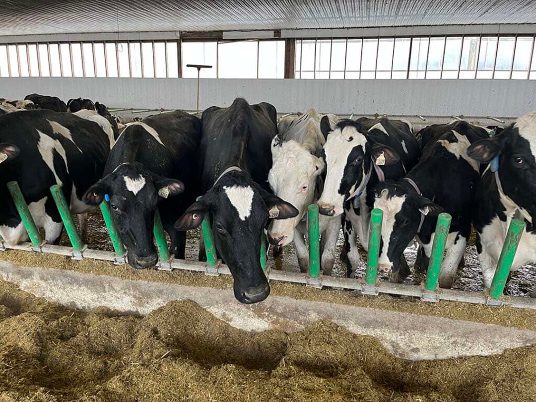 In 2018 ontving de melkveehouderij van Gert en Sonja Schrijver van Holstein Canada de Master Breeder Award: meesterfokker.
