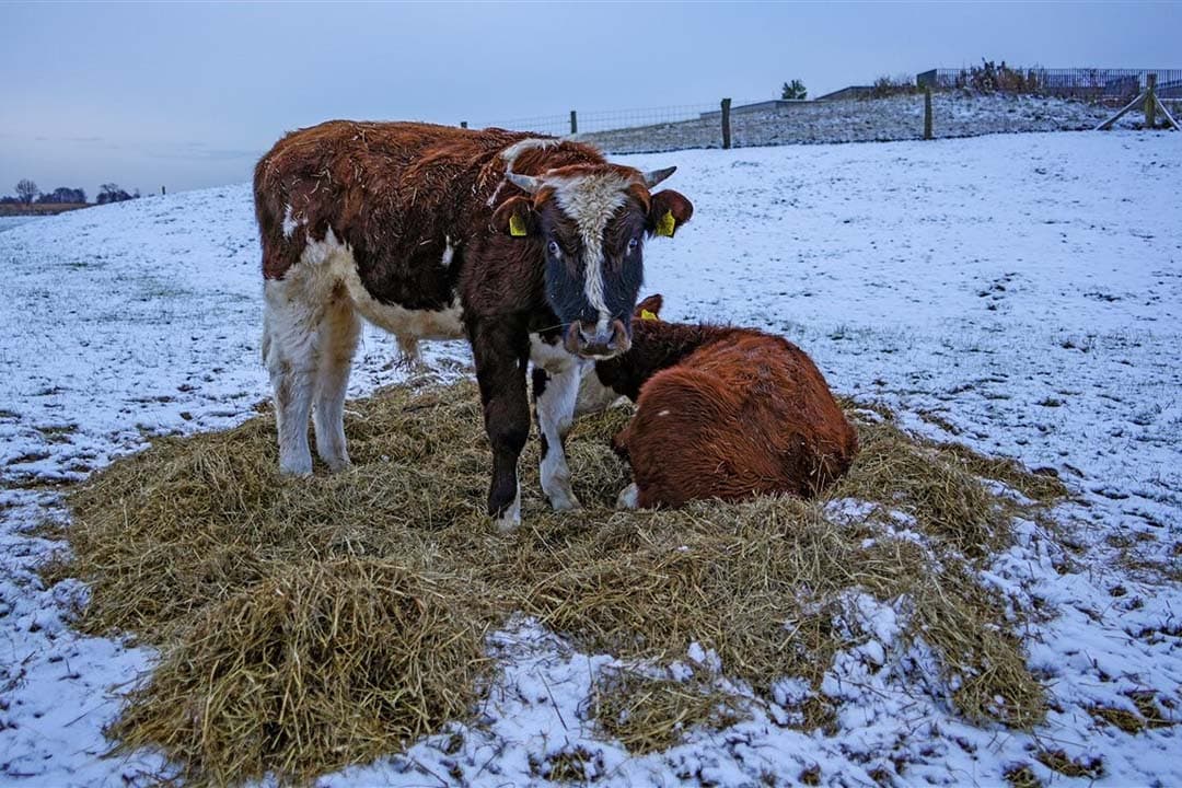 Koeien in de sneeuw begin vorige maand in het natuurgebied Bargerveen in Drenthe. Dit is een van de Natura2000-gebieden waar de grootste overschrijdingen van de kritische depositiewaarde werd gemeten in 2022. – Foto: ANP