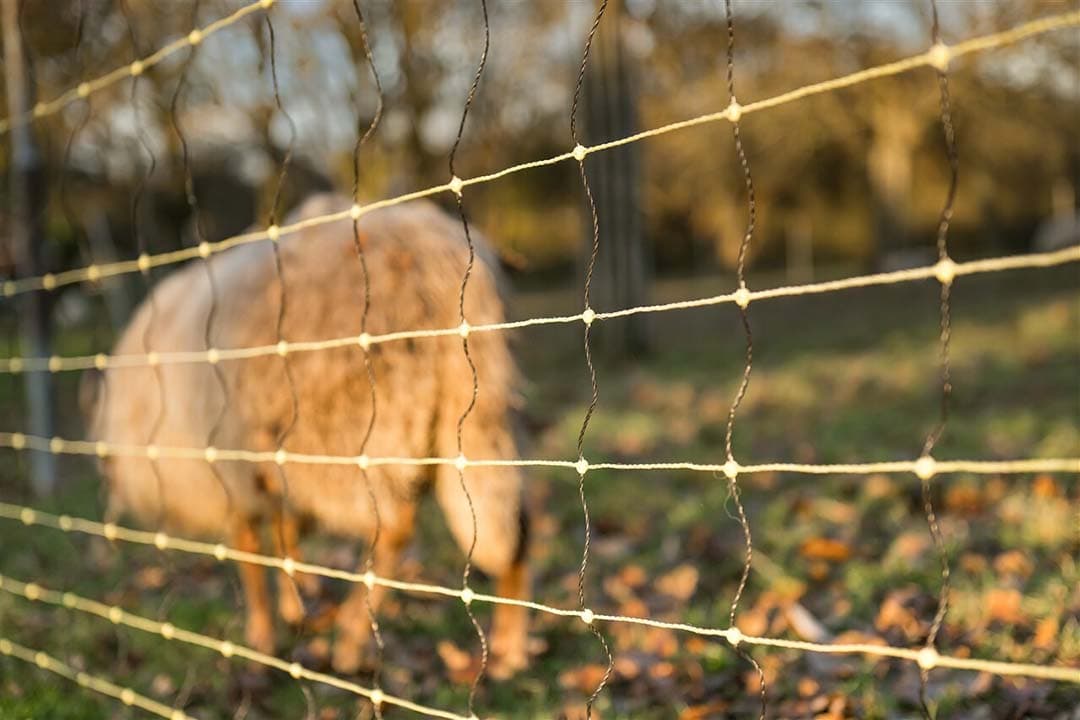 Boeren en belangenbehartigers twijfelen aan de effectiviteit van wolfwerende rasters, vrezend dat wolven eroverheen springen of eronderdoor graven, zoals Agractie-voorman Kemp suggereert. - Foto: ANP