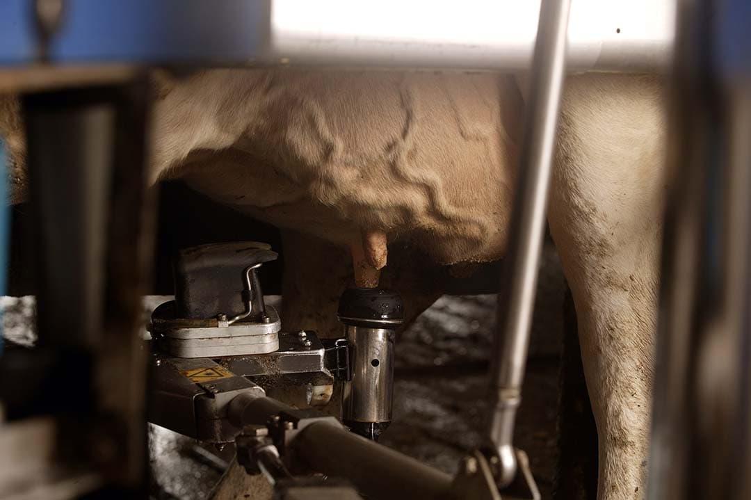 Het maandrapport van ZuivelNL en European Dairy Farmers (EDF)  toont een positief beeld van de melkprijsontwikkeling. - Foto: Hans Prinsen
