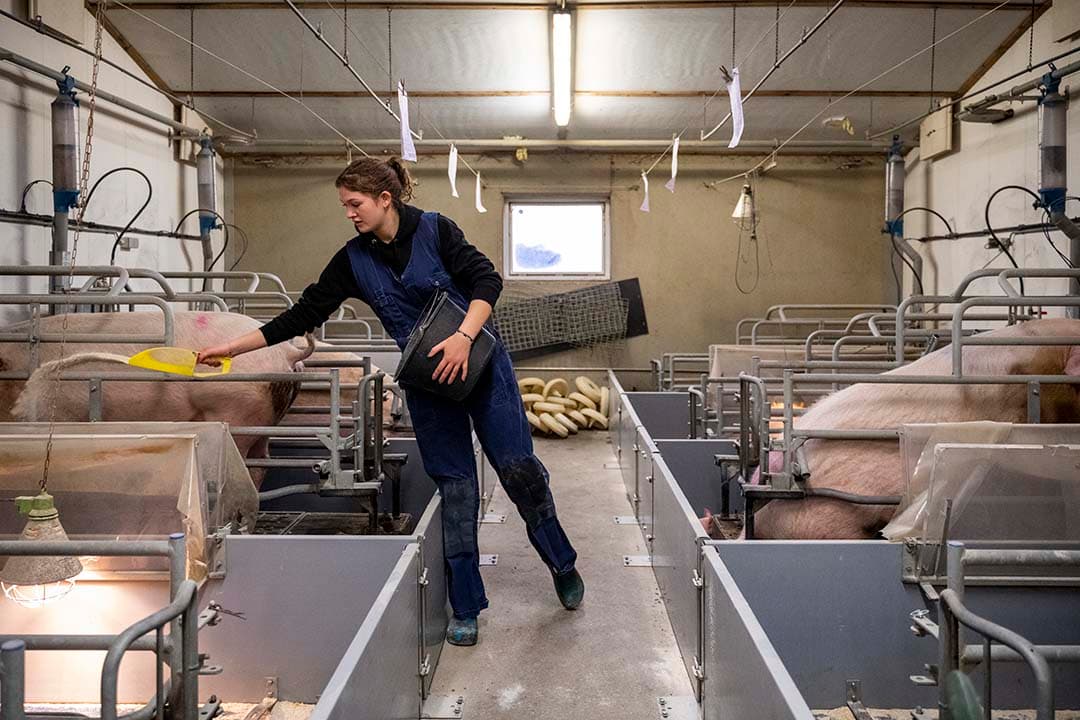 Rinske Bankers is studente, maar werkt in haar vrije tijd met veel plezier tussen de varkens op het ouderlijk bedrijf en bij een collega varkenshouder. - Foto: Bram Becks Fotografie