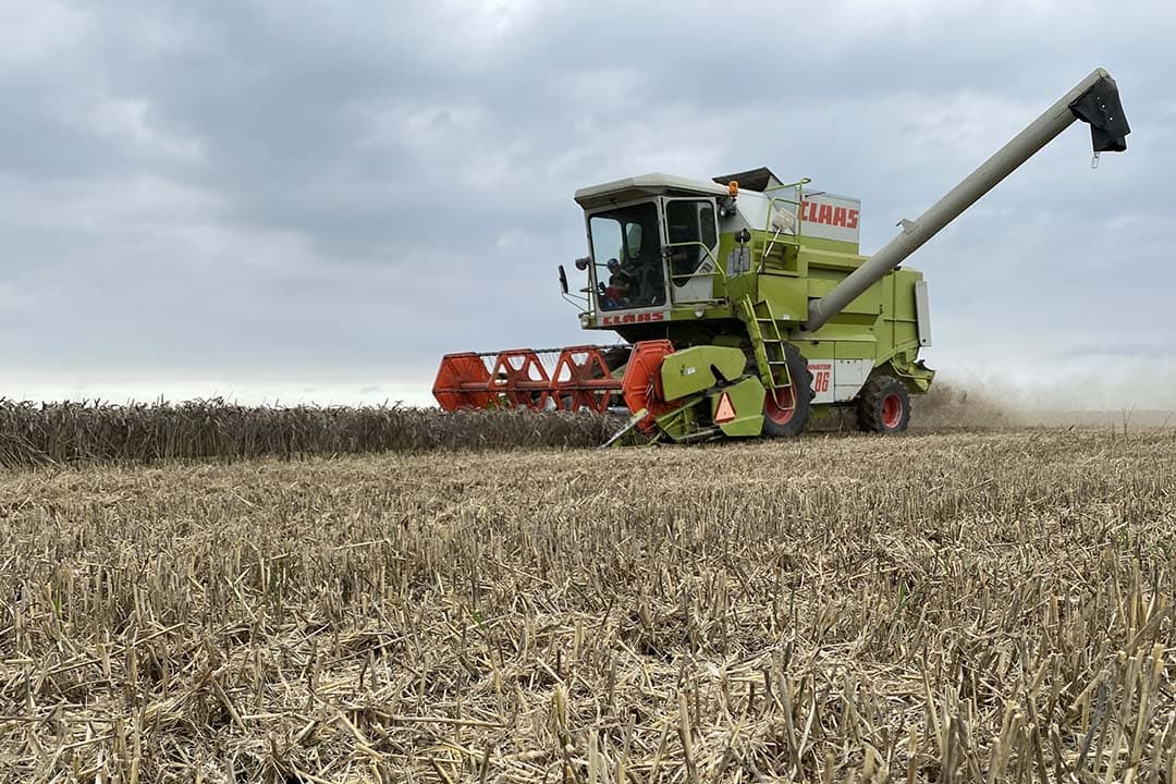 De graanfungicide Queen onderscheidt zich met de actieve stof Inatreq door de volledig nieuwe werkingswijze en de sterke, langdurige werking tegen septoria en roest. - Foto: Corteva Agriscience