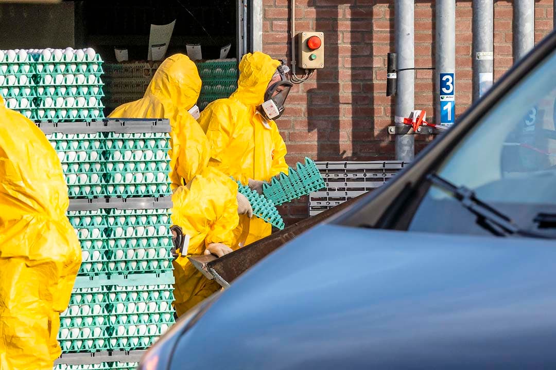 Ruiming van een leghennenbedrijf in Brabant in 2021. Ruimingen brengen hoge kosten met zich mee, vooral om de waarde van de dieren te vergoeden. Compensatie van de dieren maakt 67% van de bestrijdingskosten van vogelgriep uit. - Foto: Bert Jansen