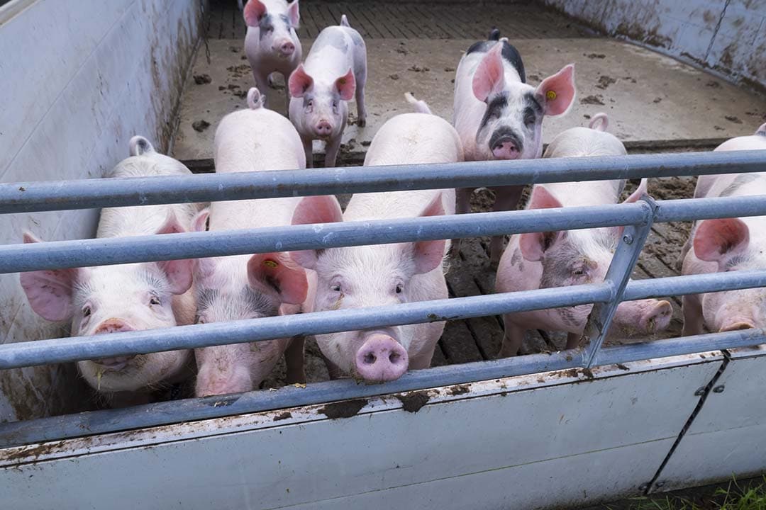 Foto: Frank Uijlenbroek