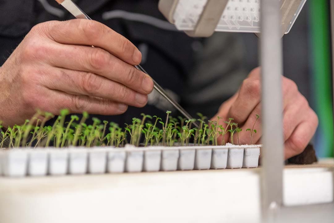 Nieuwe veredelingstechnieken die leiden tot gewassen die ook via traditionele veredeling kunnen ontstaan, moeten worden toegelaten. Dat vindt de milieucommissie van het Europees Parlement. - Foto: Misset