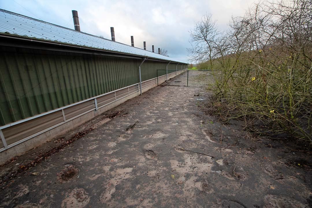 Bloedafname voor onderzoek naar PRRS. Denemarken wil begin dit jaar de PRRS-status van elk bedrijf in kaart hebben. - Foto: Ronald Hissink
