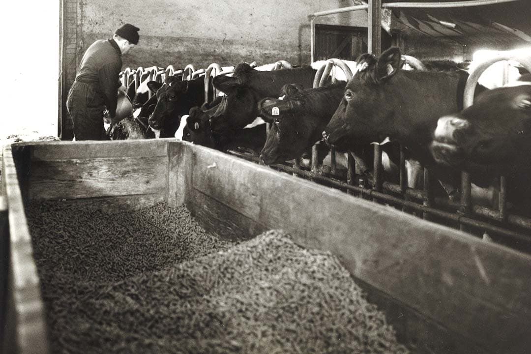Handmatig krachtvoer geven was in 1983 nog heel gewoon. Ideaal was het niet. Dieren waren er handig in om brokken tussen de rest uit te zoeken. Zo ging er per koe ruim 2.000 kilo brok per jaar doorheen. - Foto: Misset