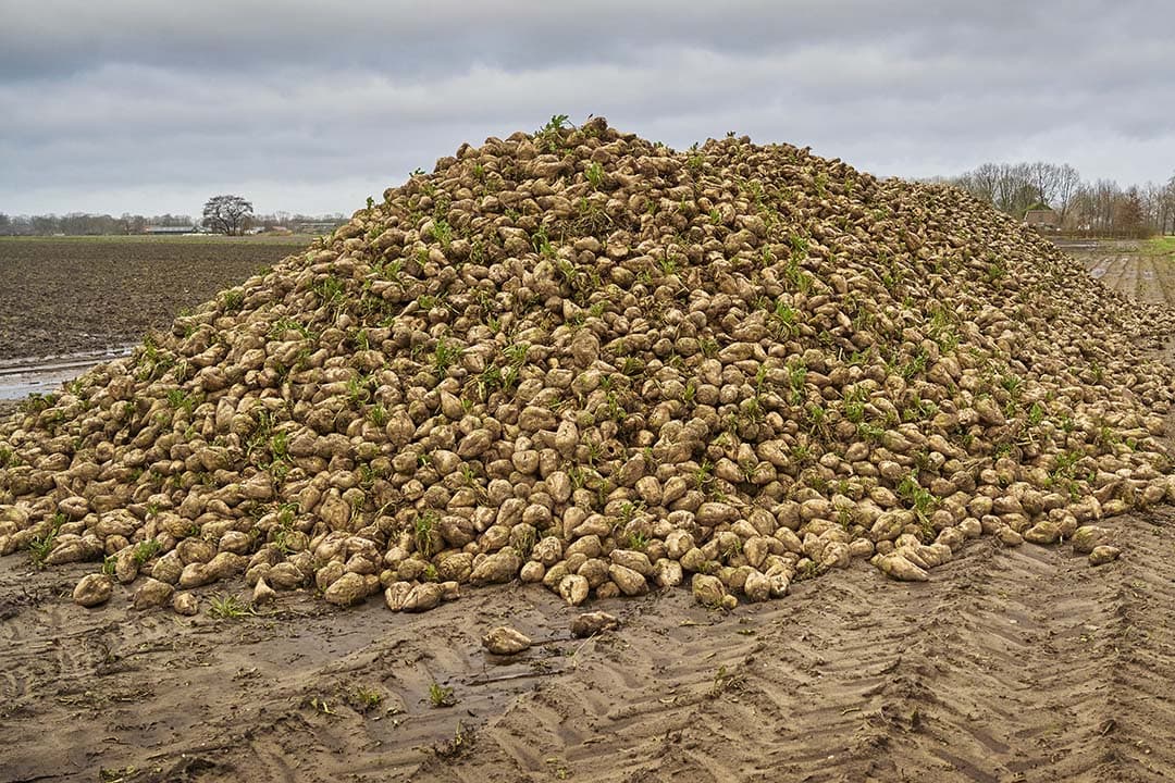 In reactie op vorstschade heeft Cosun Beet Company al 75.000 ton bieten vervroegd opgehaald en verwerkt. - Foto: Van Assendelft Fotografie