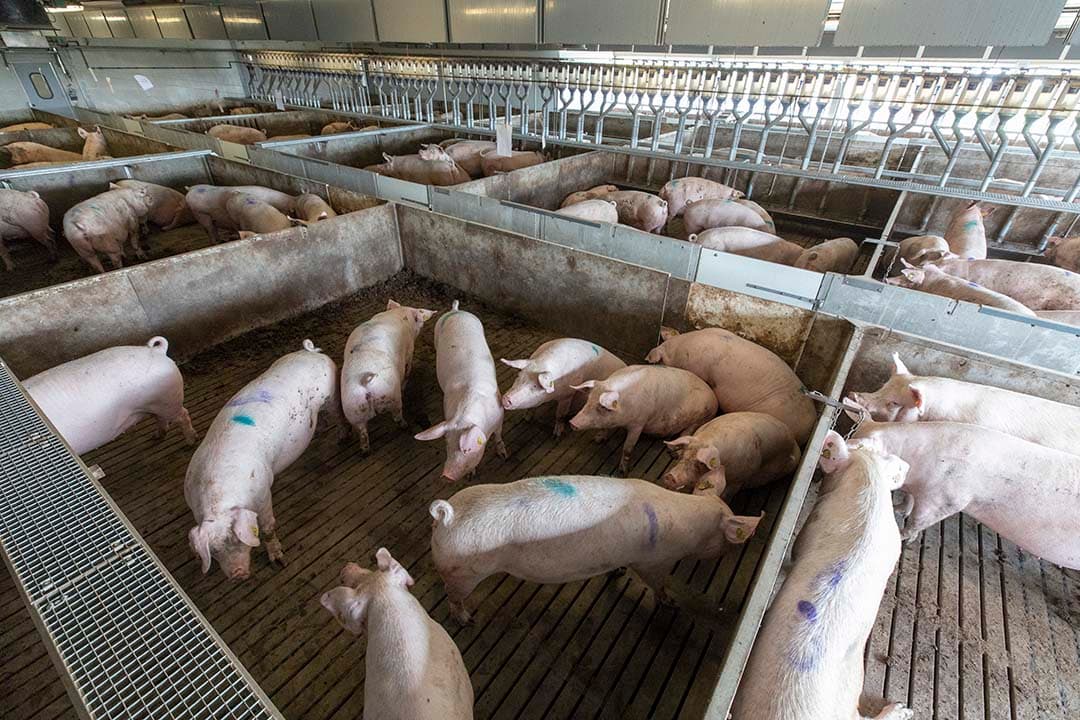 ChristenUnie en CDA stelden voor om in het stikstofbeleid de regels voor extern salderen zo te wijzigen dat alle dierrechten, inclusief fosfaatrechten en dierrechten voor varkens en pluimvee, worden opgekocht in plaats van afzonderlijk verkocht. - Foto: Anne van der Woude