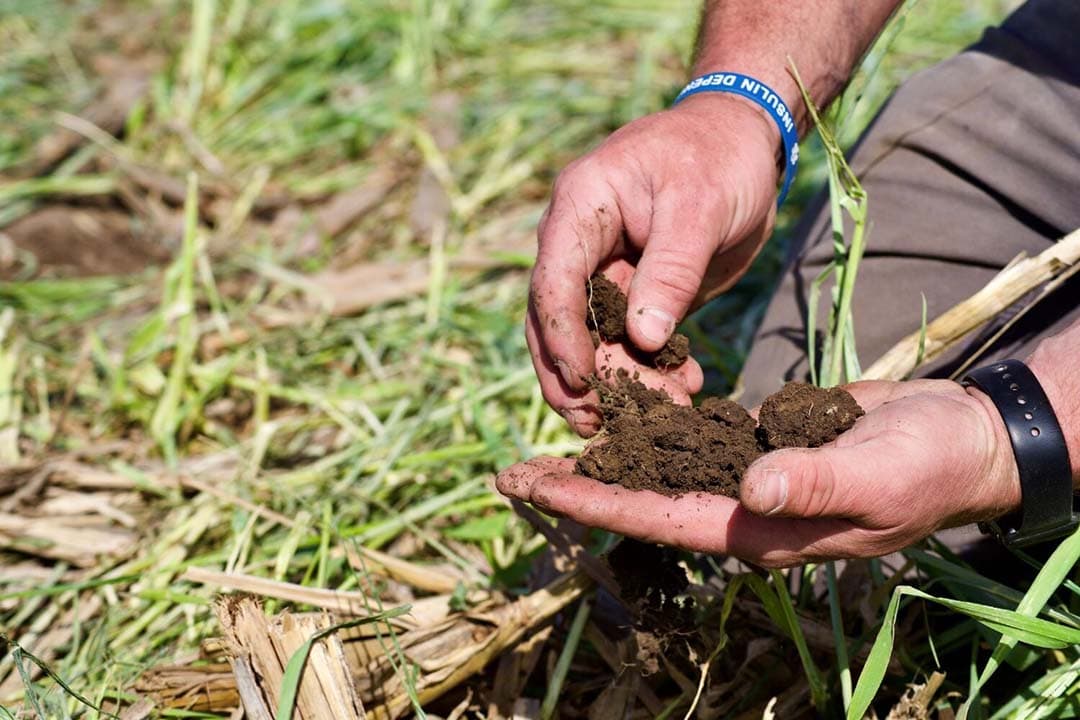 Gezonde bodem, noodzakelijk voor winstgevende landbouw, is afhankelijk van een effectief bodemleven (bacteriën, schimmels, protozoën) dat organisch materiaal omzet voor plantgroei en minerale beschikbaarheid verbetert. - Foto: Canva