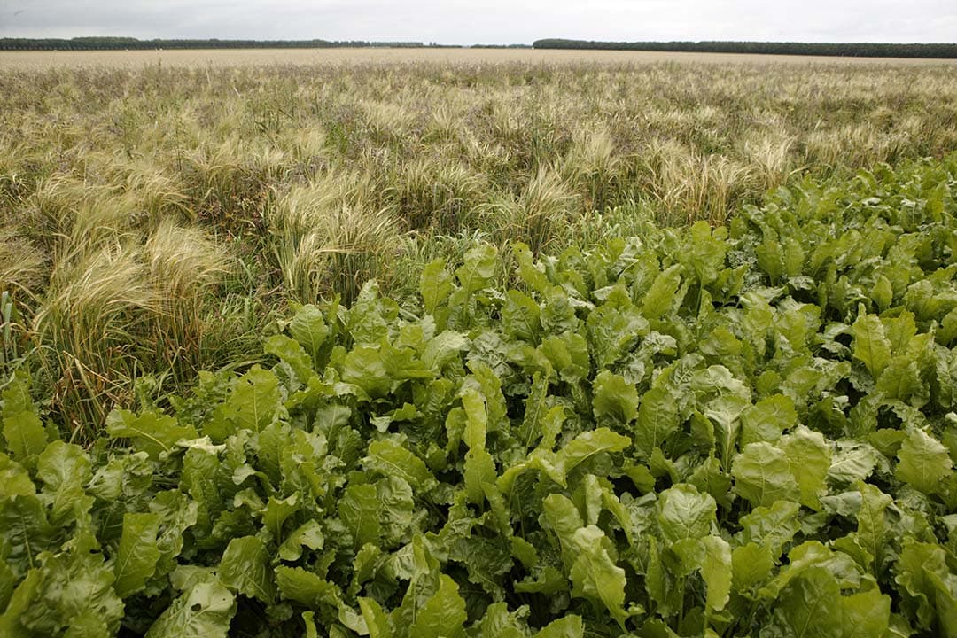 4%-braakregel landbouwgrond