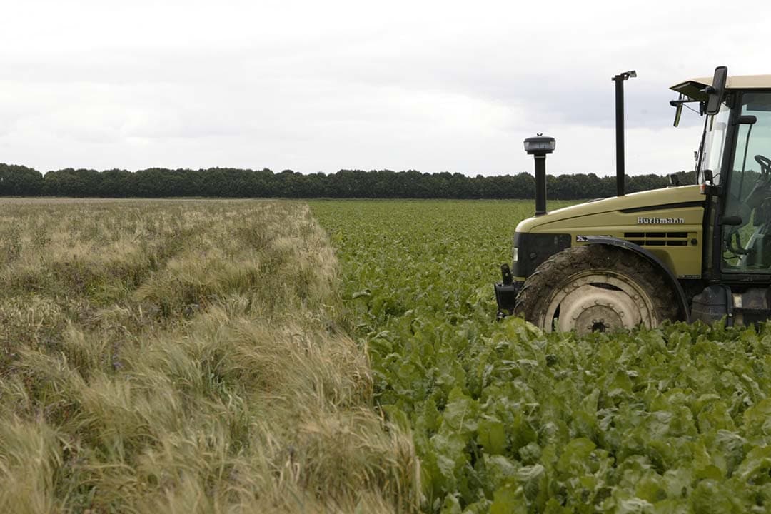 Stuk braakgrond op de kopakker. Boeren moeten, als voorwaarde voor het schrappen van de braakverplichting, 7% van hun grond gebruiken voor het verbouwen van stikstofbindende of vanggewassen zonder gewasbeschermingsmiddelen. - Foto: Michel Zoeter