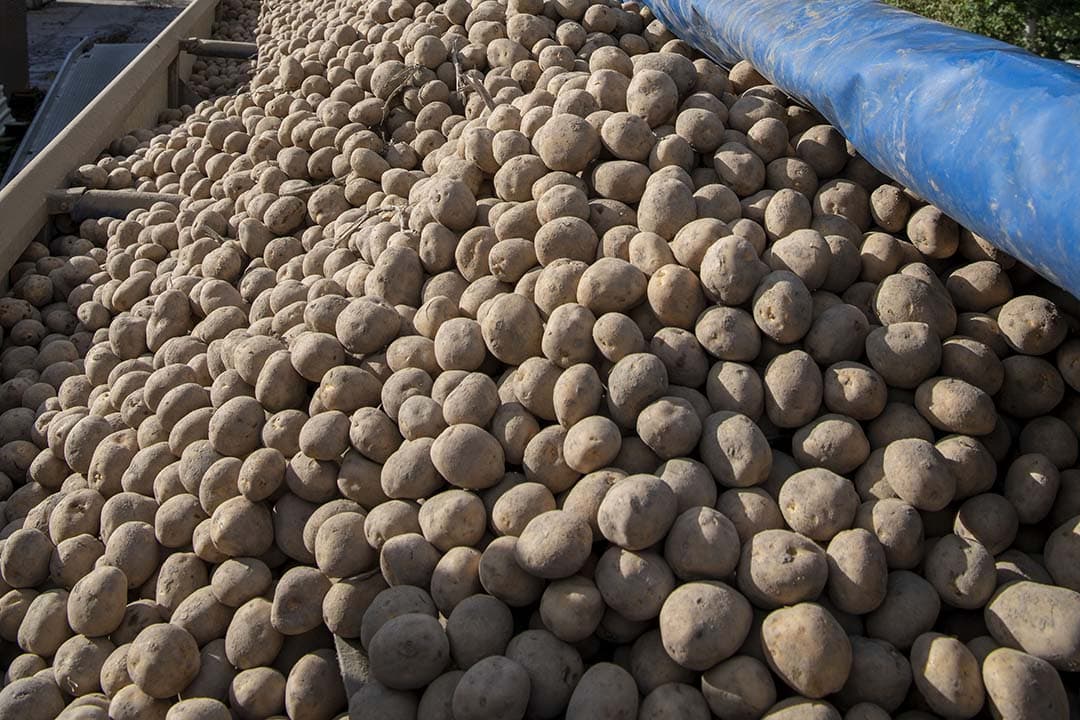 De pootgoedexport dit seizoen bedraagt per 31 december 282.584 ton, een daling van 100.000 ton vergeleken met dezelfde periode vorig jaar. - Foto: Mark Pasveer