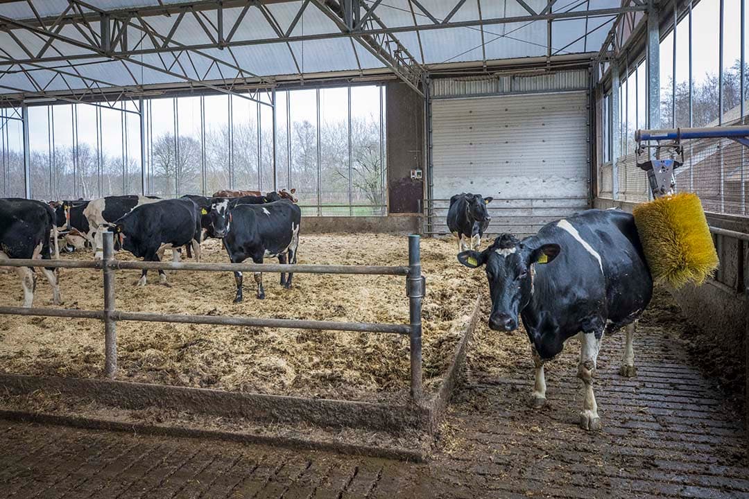 Het plan om het afromingspercentage bij de overdracht van fosfaatrechten vanaf 1 januari 2025 te verhogen, komt voort uit de verlaging van de mestproductieplafonds in 2024 en 2025. - Foto: Koos Groenewold