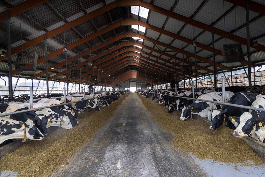 In het westen van Duitsland is het gemiddelde vetgehalte 4,29%, terwijl dat in de Oostelijke deelstaten blijft steken bij 4,11%. - Foto: Koos Groenewold