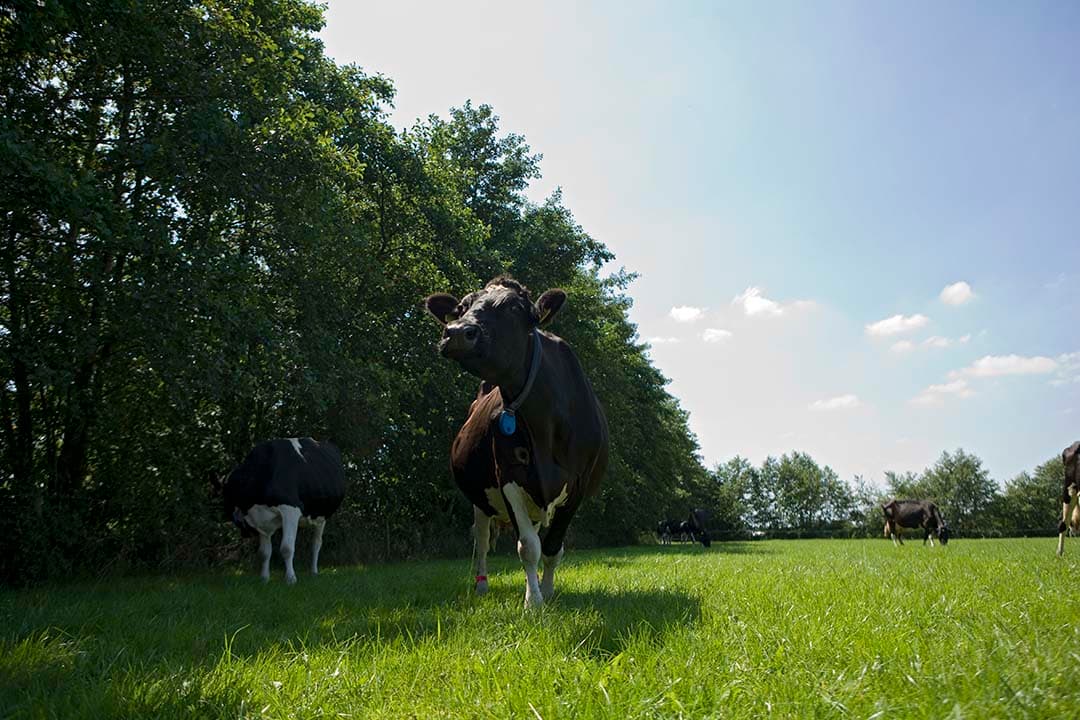 Foto: Jan Willem Schouten