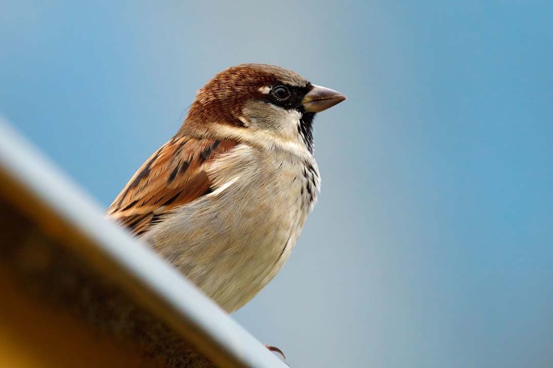 Een mus op een dakgoot. De Nationale Tuinvogeltelling onthult een dalende trend, te midden van toenemende aandacht voor vogels in stedelijke tuinen. - Foto: Canva/ Pixabay