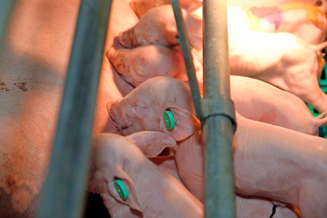 Met zorg en aandacht rondom het werpen en de eerste uren, kunnen ook de laatst geboren biggen voldoende biest binnenkrijgen. - Foto: Bert Jansen