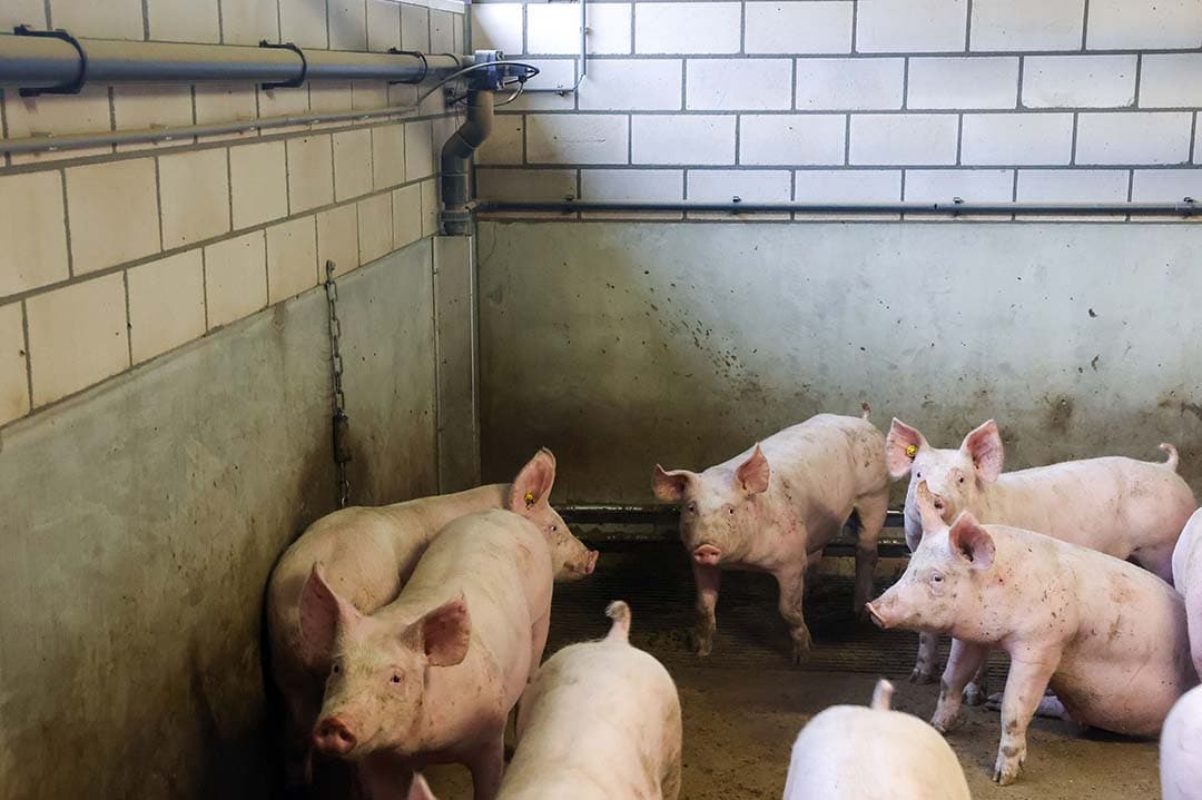 Een stal met varkens waarbij de putten dagelijks worden gespoeld.  Dit verlaagt de methaanuitstoot tot 90%. - Foto: Bert Jansen